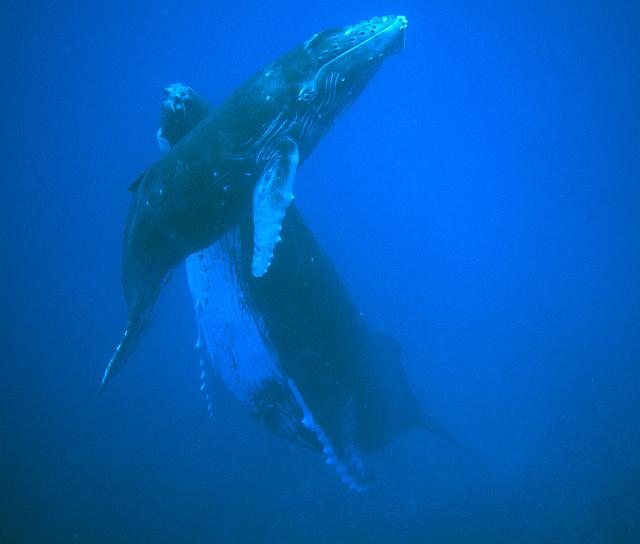 FMazeas site tupasurf_092.jpg